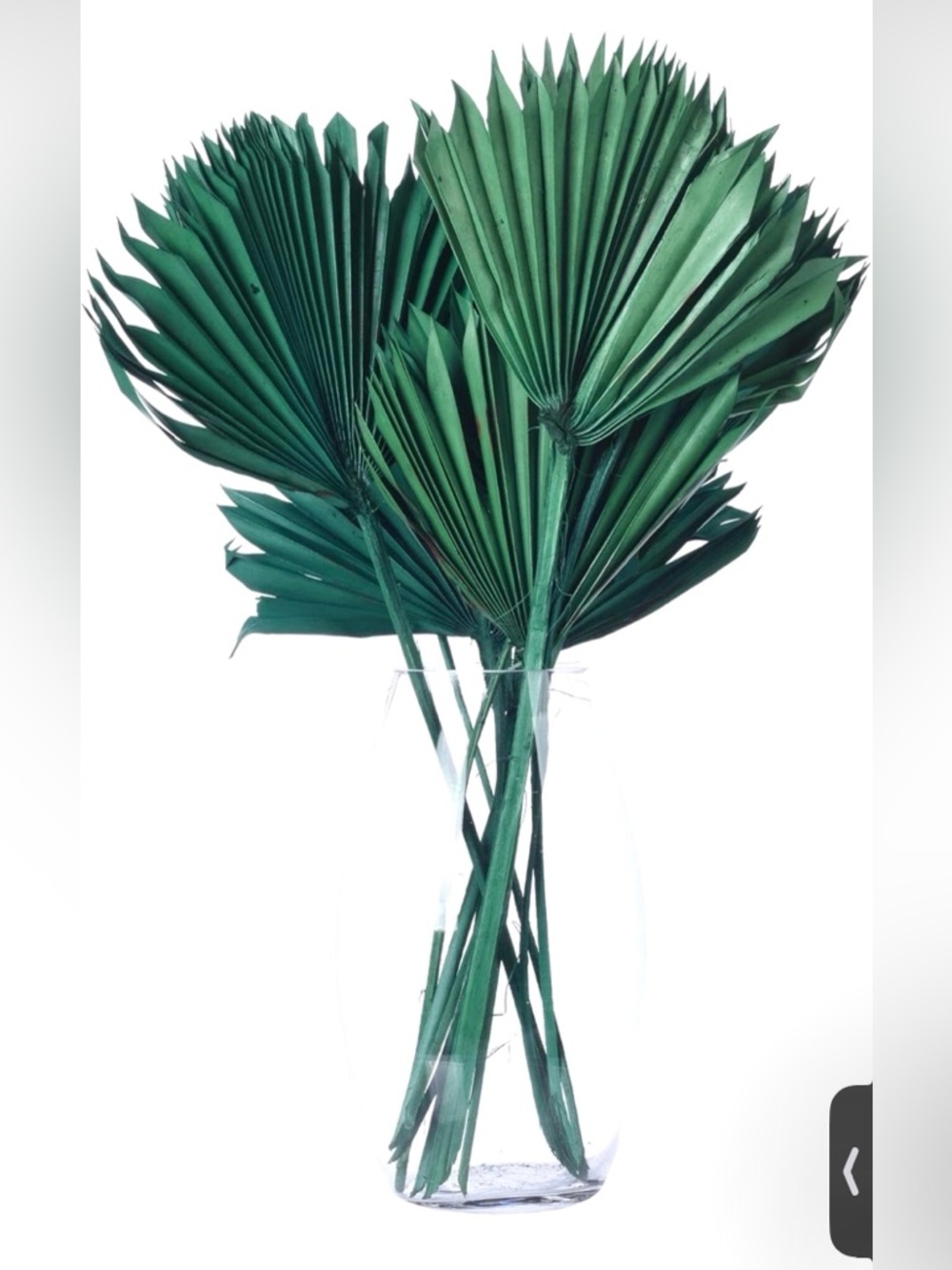 Vickerman Natural Botanicals 13.75 - 19.5" Emerald Dried Palm Sun Spear, 12 pcs